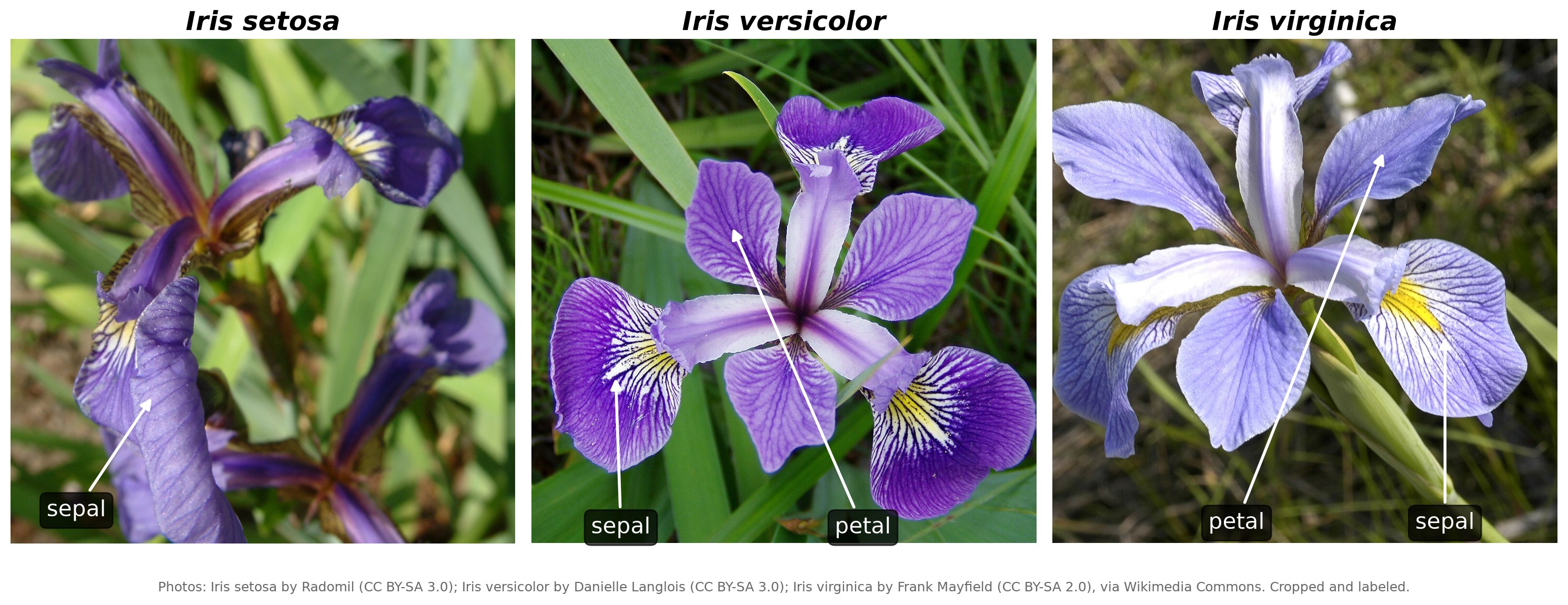 Iris setosa, versicolor, and virginica, with their sepals and petals labeled